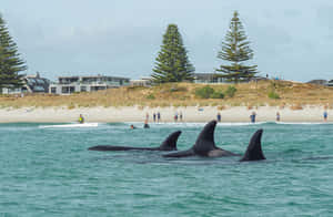 Killer Whales Near Beach Wallpaper