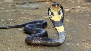 King Cobra Black And Yellow Wallpaper