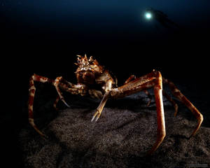 King Crab On The Lookout Wallpaper