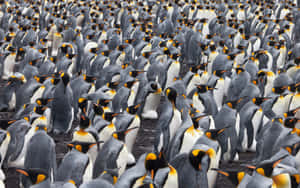 King Penguin Colony Gathering Wallpaper