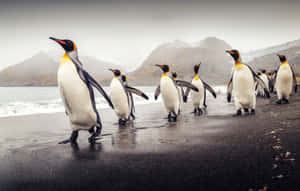 King Penguins Beach Procession Wallpaper