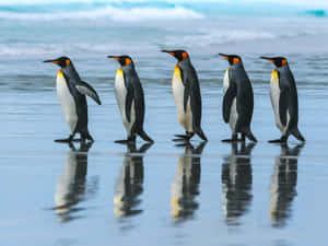 King Penguins Beach Procession.jpg Wallpaper