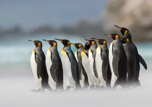 King Penguins Beach Procession Wallpaper