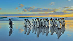 King Penguins Beach Sunset Procession Wallpaper