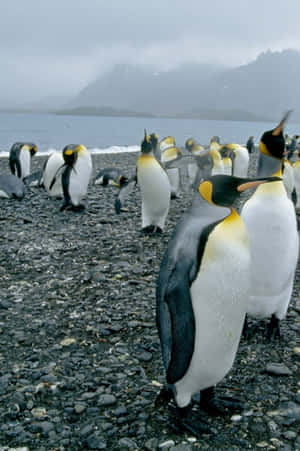 King Penguins Coastline Gathering.jpg Wallpaper