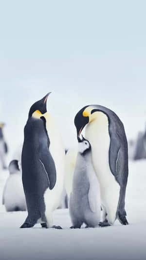 King Penguins Family Moment Wallpaper