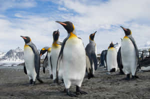 King_ Penguins_ Flock_ Antarctica Wallpaper