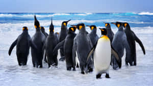 King Penguins Gathering Beach Ocean View Wallpaper