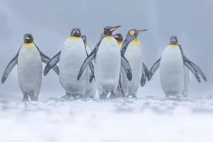 King Penguins Group Misty Backdrop Wallpaper