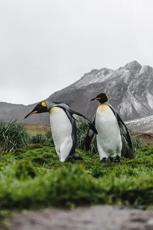 King Penguins Mountain Backdrop Wallpaper