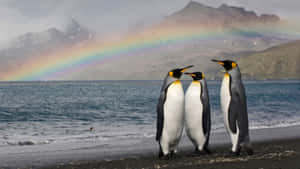 King_ Penguins_ Rainbow_ Beachscape Wallpaper