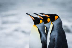 King Penguins Togetherness Wallpaper