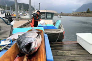 King Salmon Harbor Catch Wallpaper