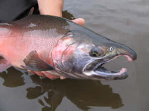 King Salmon Held Over Water Wallpaper