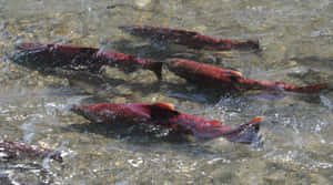 King Salmon Spawning Stream Wallpaper