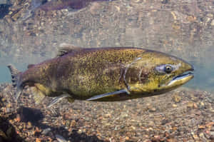 King Salmon Swimming In River.jpg Wallpaper