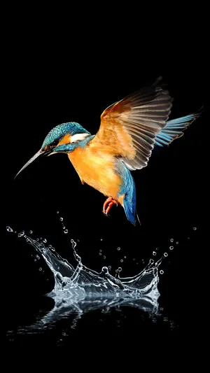 Kingfisher Bird Iphone Background Image Wallpaper