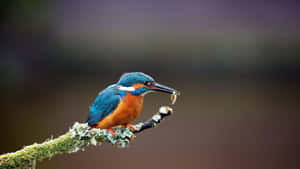 Kingfisher Catching Fish Wallpaper