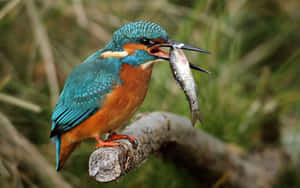 Kingfisher Catching Fish Wallpaper