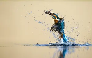 Kingfisher Catching Fish Dynamic Water Splash Wallpaper