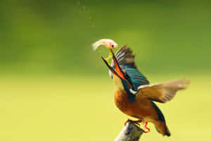 Kingfisher Catching Fish Mid Flight Wallpaper