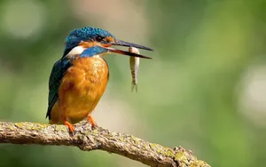 Kingfisher Catching Fish Nature Photography Wallpaper
