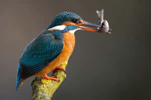 Kingfisher Catching Fish Wallpaper