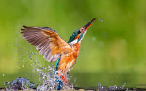 Kingfisher Emerging With Splash.jpg Wallpaper