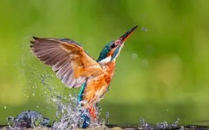 Kingfisher Emerging With Splash.jpg Wallpaper