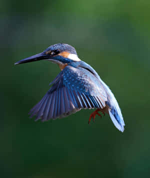 Kingfisher In Flight Green Backdrop.jpg Wallpaper