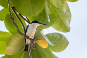 Kingfisher Perched Among Green Leaves Wallpaper