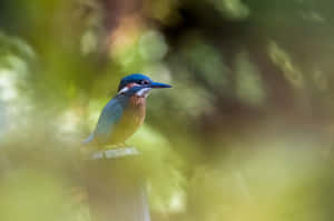 Kingfisher Perchedin Greenery Wallpaper