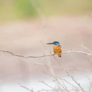 Kingfisher Perchedon Branch Wallpaper