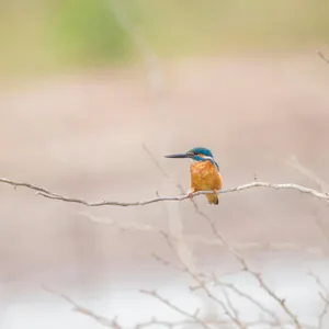 Kingfisher Perchedon Branch Wallpaper