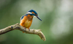 Kingfisher Perchedon Branch Wallpaper