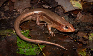 Kishinoue Giant Brown Ground Skink Wallpaper