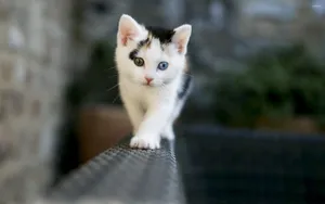 Kitten In Rattan Seat Wallpaper