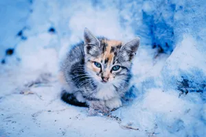Kitten In Snowfield Wallpaper