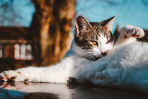 Kitten On The Street Wallpaper