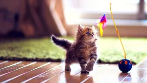 Kitten Playing Toy Fish Wallpaper