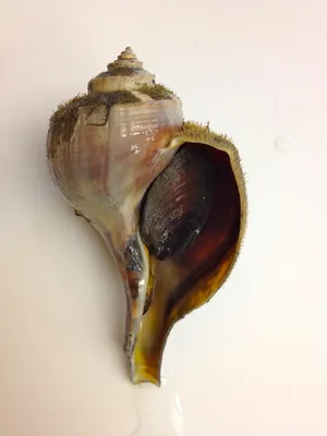 Knobby_ Whelk_ Shell Wallpaper