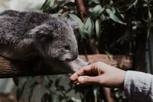 Koala Bear Holding Human Hand Wallpaper