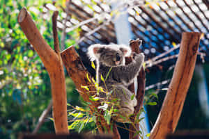 Koala Perchedin Taronga Zoo Sydney Wallpaper