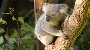 Koala Perchedin Tree Taronga Zoo Sydney Wallpaper