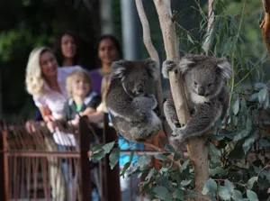 Koalasand Spectatorsat Zoo Wallpaper