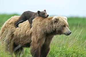 Kodiak Bear With Baby On Back Wallpaper