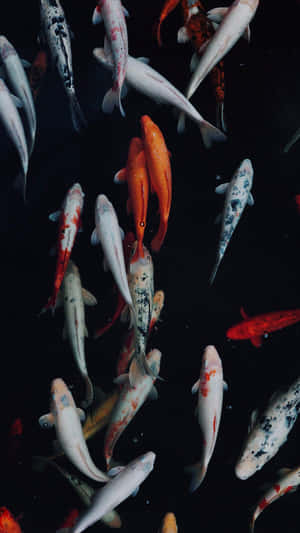 Koi Fish Gathering Dark Waters.jpg Wallpaper