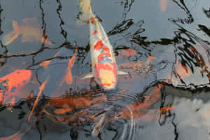 Koi Fish Pond Reflections Wallpaper