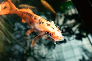 Koi Fish Swimming Aquarium Aesthetic.jpg Wallpaper