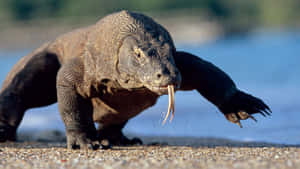 Komodo Dragon Beach Stroll Wallpaper